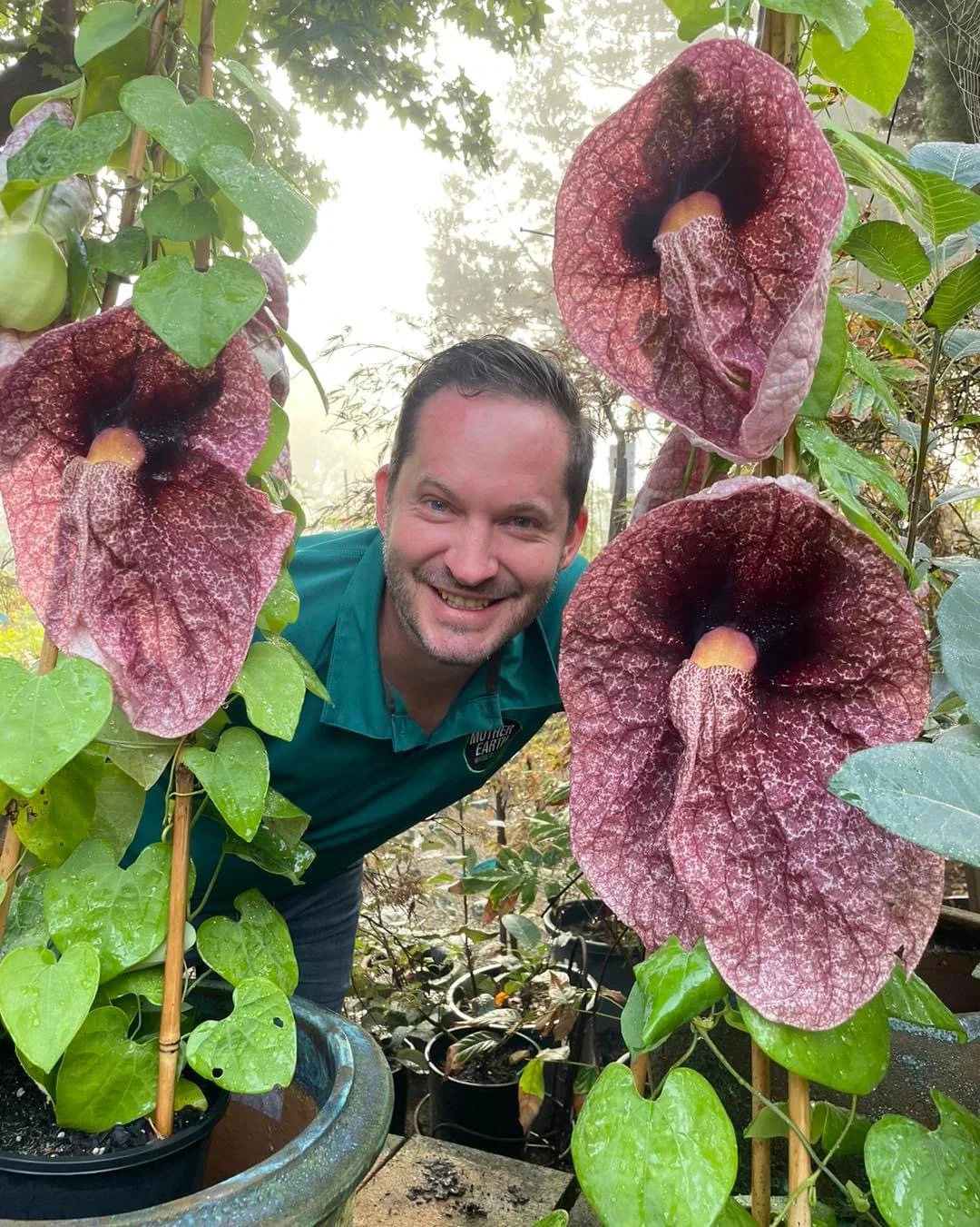 Aristolochia gigantea Brazilian Dutchman's Pipe Giant Pelican Flower - growing- enquire in store. - Image 3