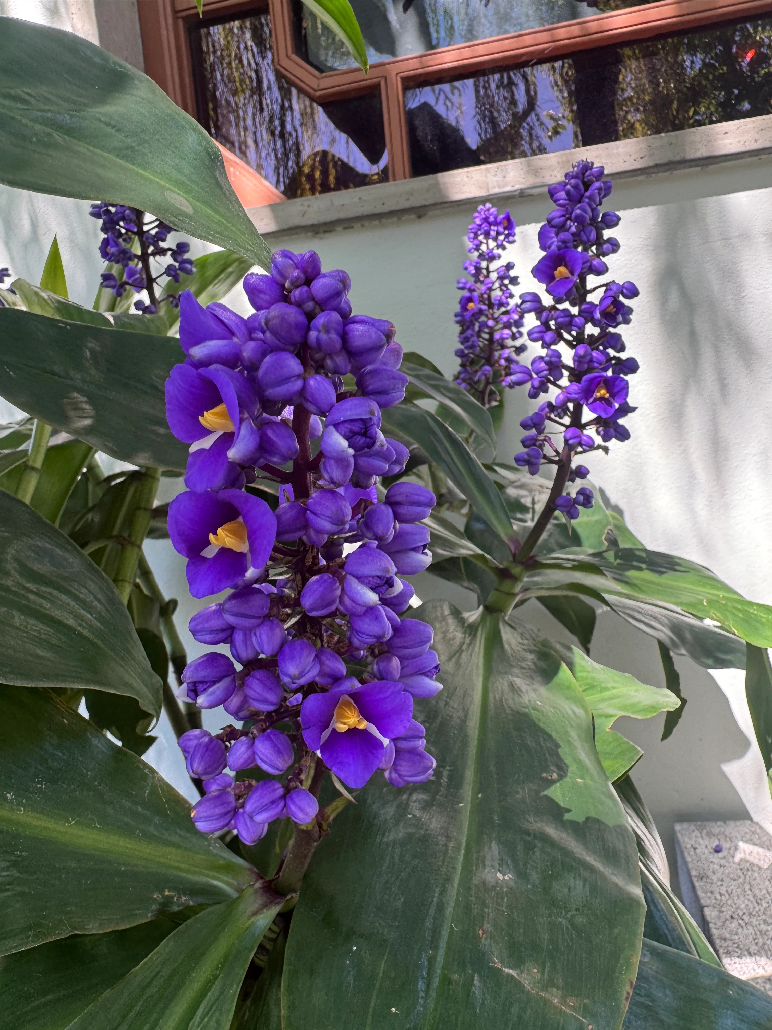 Medinilla