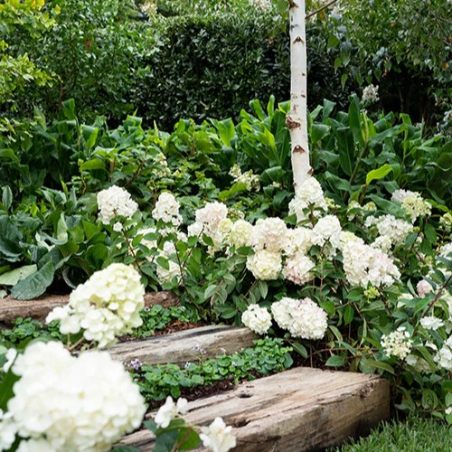 Hydrangea paniculata Sundae Fraise - Image 10