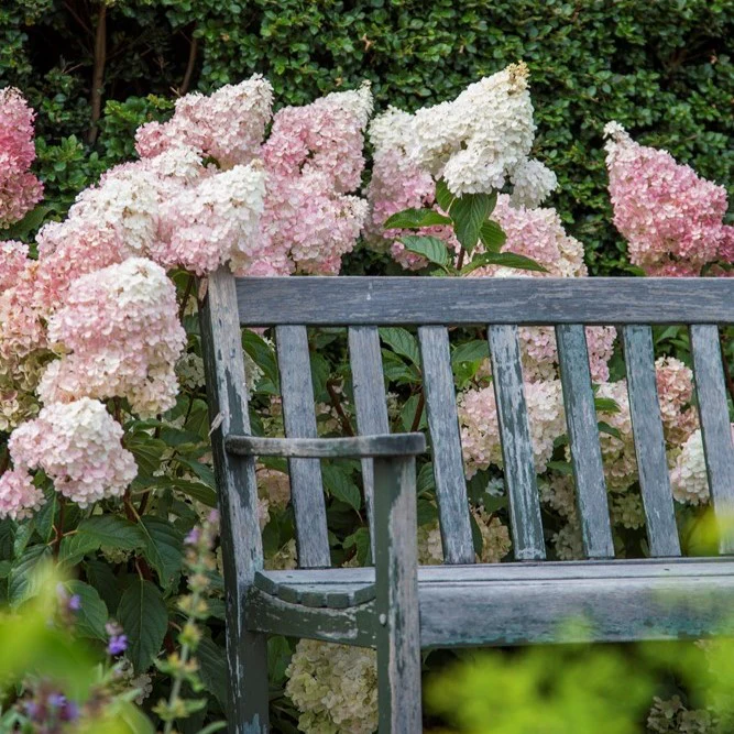 Hydrangea paniculata Sundae Fraise - Image 5