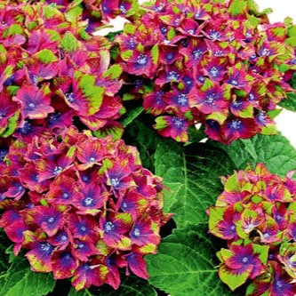Hydrangea Schloss Wackerbath - Image 3