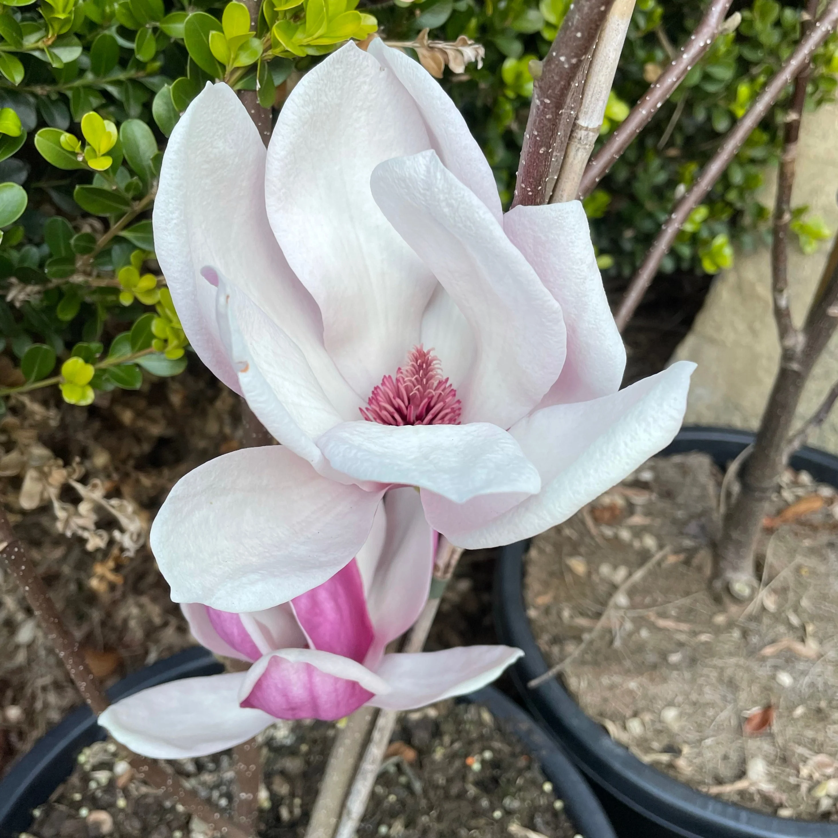 Magnolia Soulangeana - Saucer Magnolia - Image 3