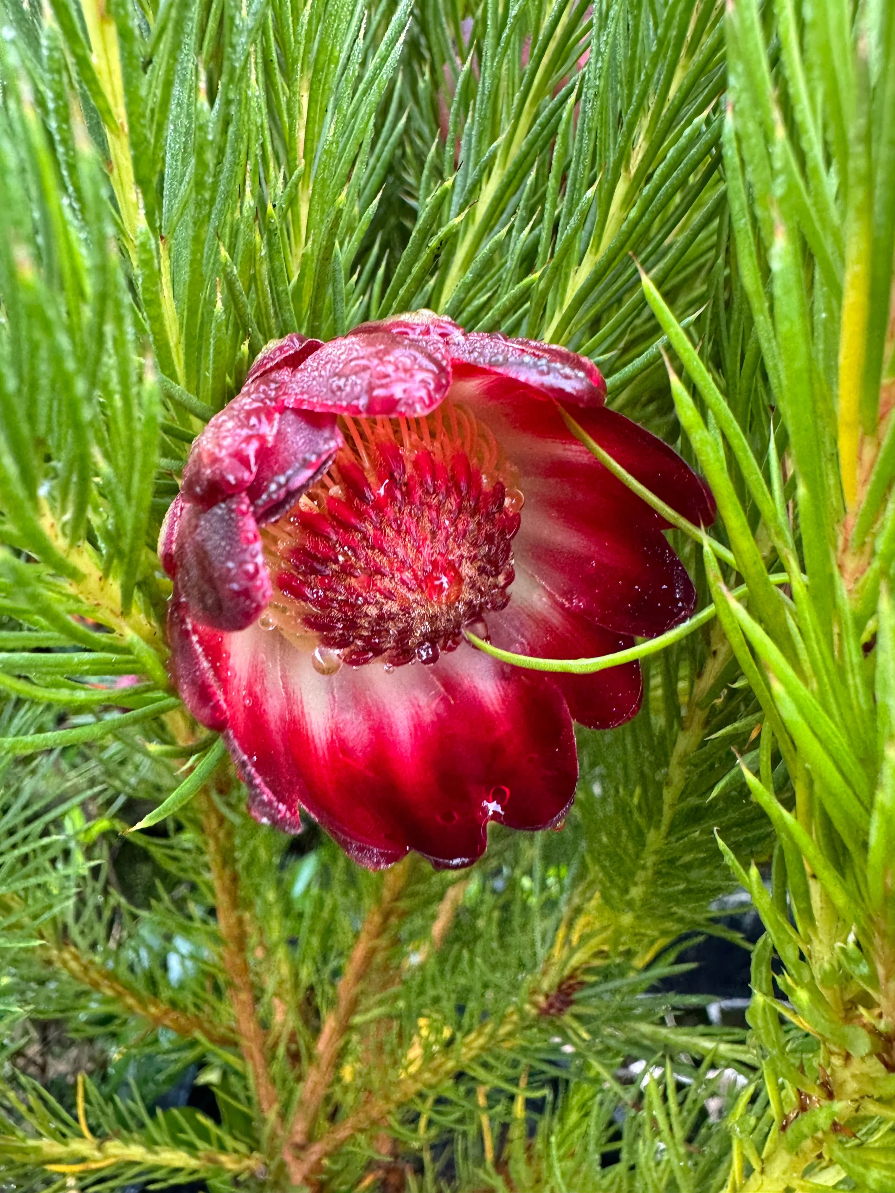 Protea & Friends