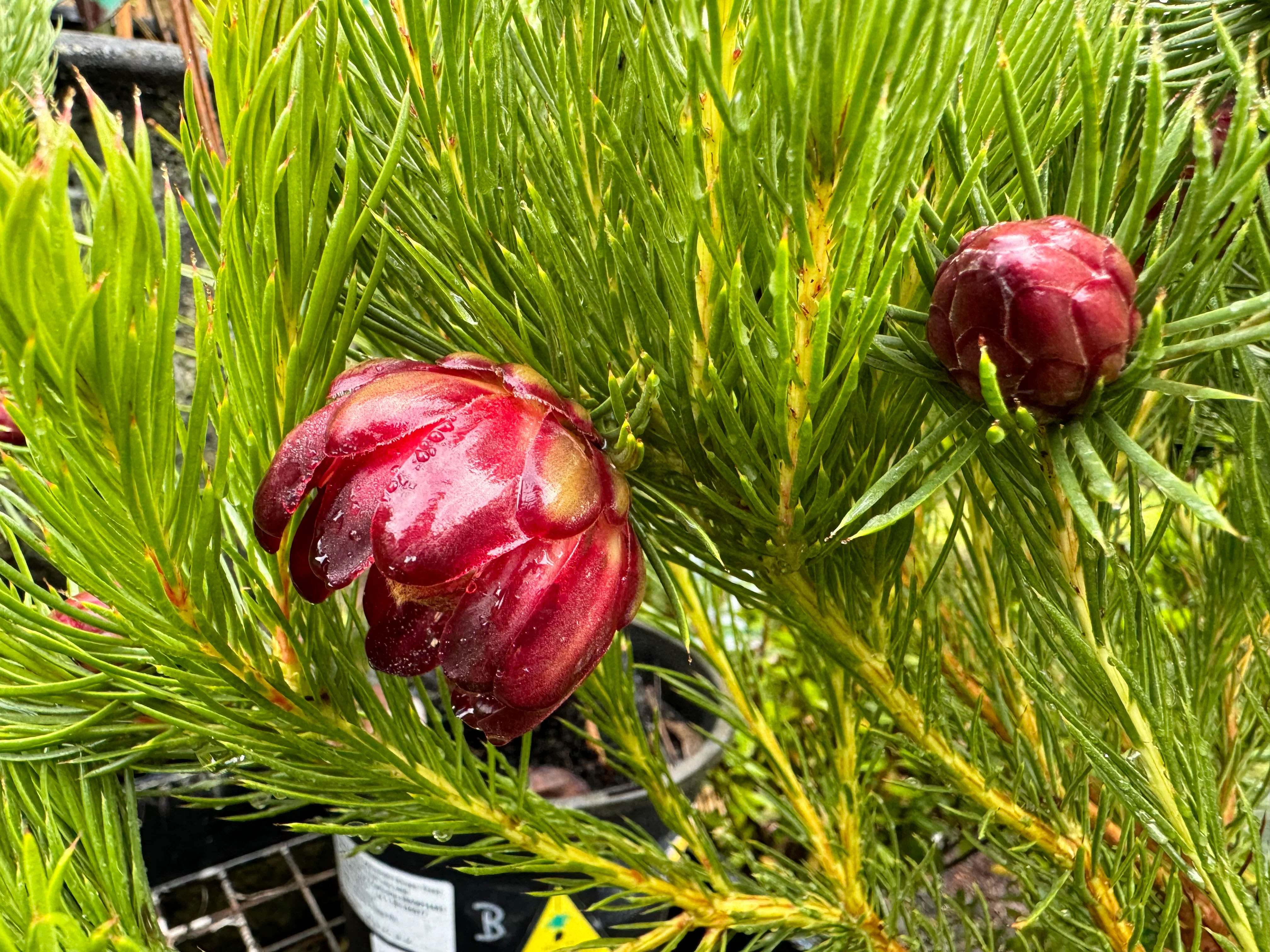 Protea nana Mountain Rose Protea - Image 3