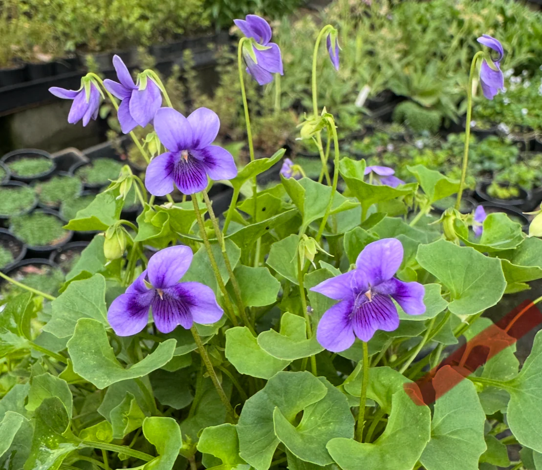 Groundcover Plants